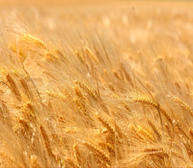 Фермерские упаковщики зерна и кукурузы модели Murska Bagger 