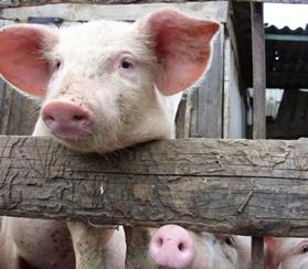  Китай разрешил импорт свинины из России