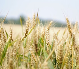  На страхование сельскохозяйственной продукции выделили более 398 млн руб   