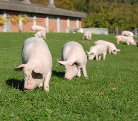 Наращивание экспорта свиноводства