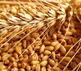 Объем сбора зерновых в России прогнозируется на уровне средних значений