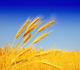 Прогноз урожая пшеницы в России на 2024 год