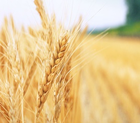 Россия крупнейший экспортер пшеницы
