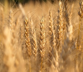 Рост цен на пшеницу