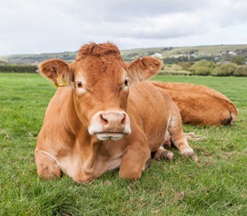 В Великобритании продали корову за 27 миллионов рублей 