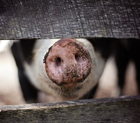 Увеличение экспорта свинины 