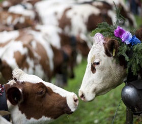В Краснодарском крае растет поголовье коров