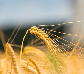 Россия заняла второе место в мире по урожаю зерновых
