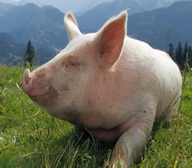 Выросло производство свинины в РФ