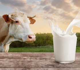 Амурская область планирует увеличить производство молока на 44 тысячи тонн