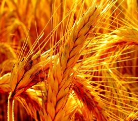 Экспорт пшеницы из России в феврале 2023 года