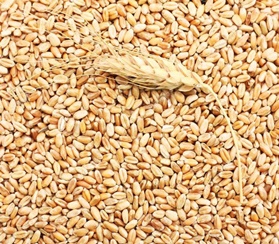 Экспорт пшеницы в Бразилию в 2022 году 