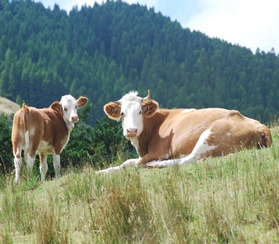Новая ферма для разведения молодняка крупного рогатого скота в Тверской области