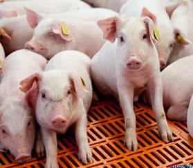 Рост производства удобрений для свиней 