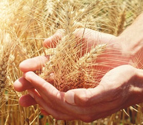  Сбор зерновых в России достиг 100 млн тонн