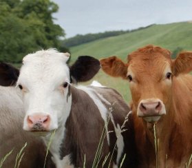 Сооснователь PayPal вбухал 2 млрд долларов в цифровые ошейники для коров