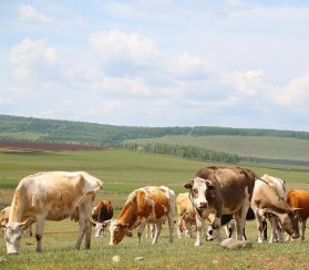 В Иркутской области усилят учет сельскохозяйственных животных