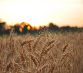 В Саратовской области собрали 1 млн тонн зерна 