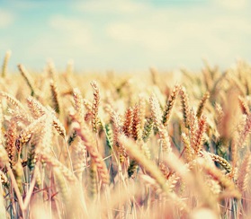 Российский экспорт зерна превысил 25 млрд долларов